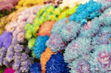 Mavi, turuncu ve yeşil krizantem.