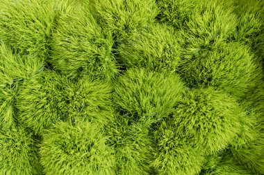 yeşil çim alanının yakın çekim.