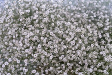 Küçük beyaz çiçekler. Paniculata Flamingo