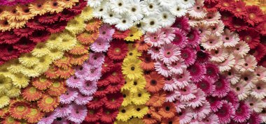 Gerbera çiçekleri desen yakın çekim