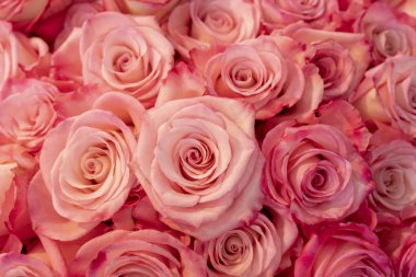 güzel kırmızı gül yakın çekim.