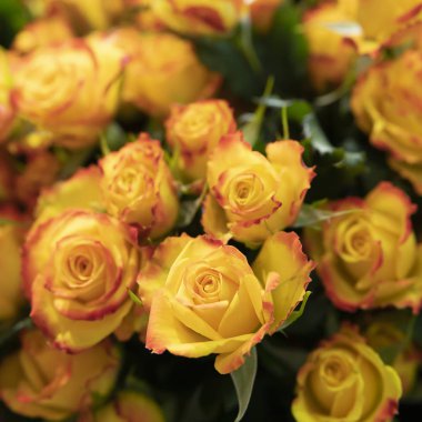 Güzel, taze turuncu gül arka plan yeşil yaprakların üzerinde.