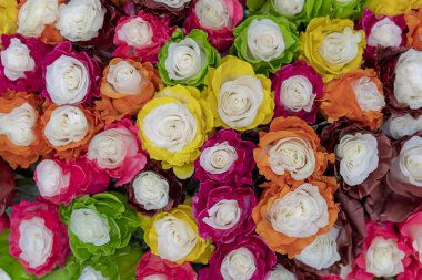 Büyük çok renkli gül yakın çekim.