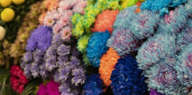 Mavi, turuncu ve yeşil krizantem.