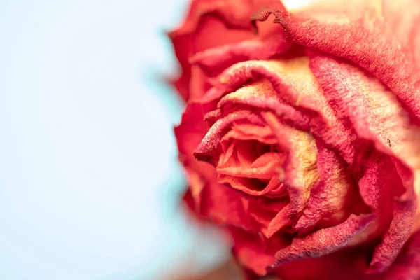 Piękny Świeży Pomarańczowy Rose — Zdjęcie stockowe