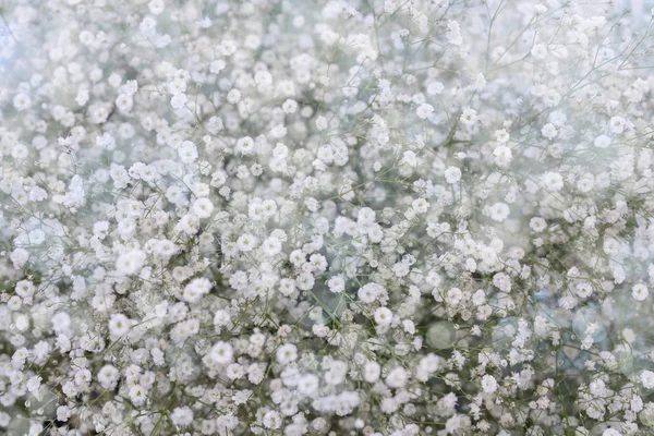 Малі Білі Квіти Метельчатая Фламінго — стокове фото