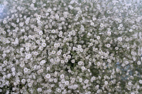 Pequeñas Flores Blancas Paniculata Flamingo —  Fotos de Stock