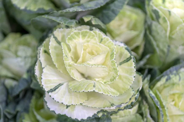 Une Fleur Verte Forme Tête Chou — Photo