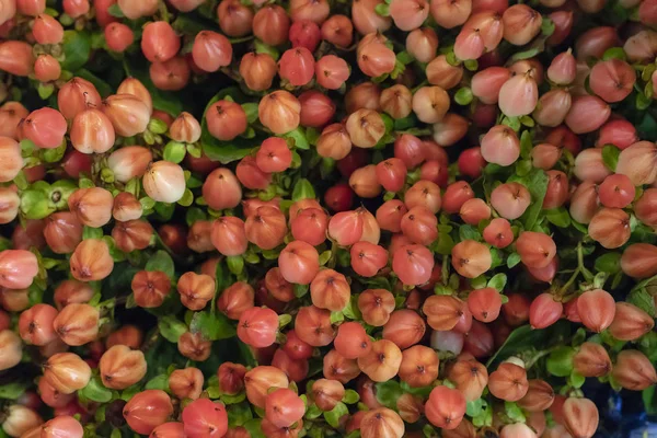 Close Small Orange Buds — Stock Photo, Image