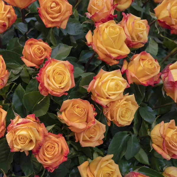 Hermosas Rosas Naranjas Frescas Sobre Fondo Hojas Verdes — Foto de Stock