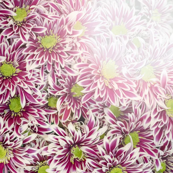 Chrysanthemum Morifolium Dobry Typ Staromodny — Zdjęcie stockowe