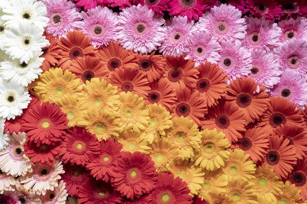 Zamknąć Gerbera Kwiat Spattern — Zdjęcie stockowe