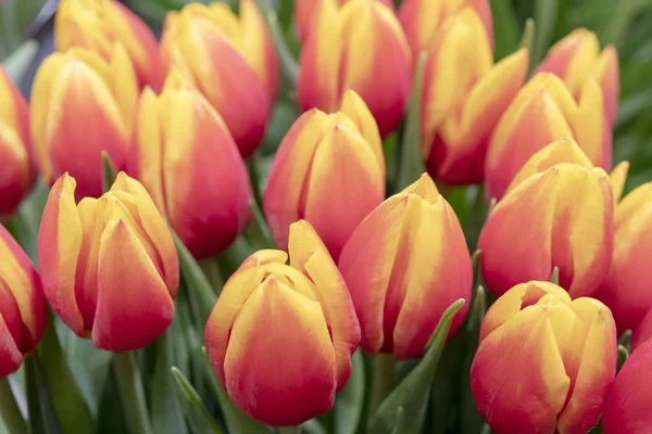 Beaux Bourgeons Frais Tulipes Orange — Photo