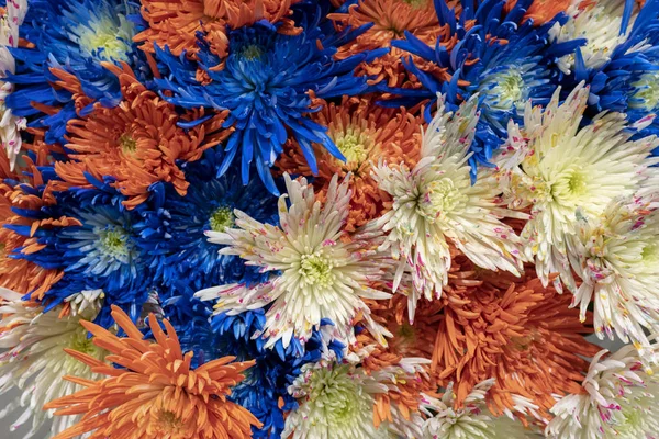 Хризантем Квітучі Рослини Роду Хризантеми Сімейства Складноцвітих Вони Рідною Азії — стокове фото