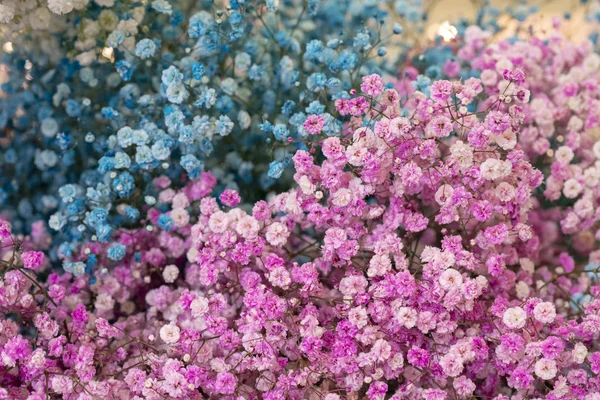 Малі Квіти Рожевий Блакитний Метельчатая Фламінго — стокове фото