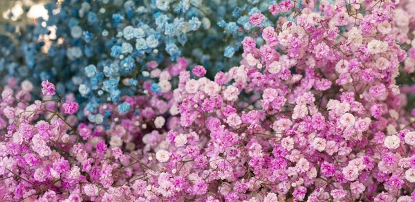ピンクとブルーの小花 シュッコンカスミソウ フラミンゴ — ストック写真