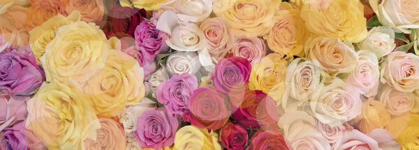 close up of Pink, yellow,  red and orange roses.
