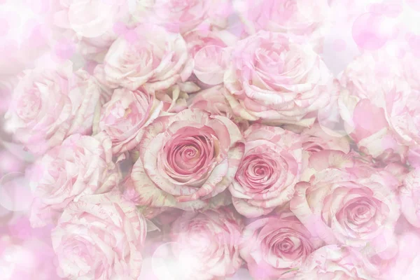 Detailní Záběr Jemných Růžových Růží — Stock fotografie