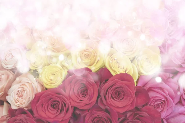 クローズ アップの赤 黄色し ピンクのバラ — ストック写真