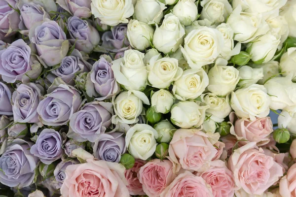 Nahaufnahme Von Weißen Und Blauen Rosen — Stockfoto