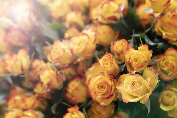 Vacker Fräsch Orange Rosor Bakgrund Gröna Blad — Stockfoto