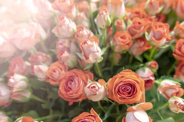 Krásná Svěží Oranžové Růže Pozadí Zelených Listů — Stock fotografie