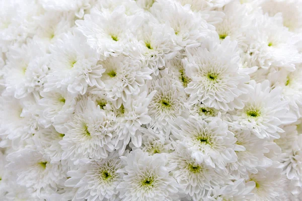 Les Chrysanthèmes Sont Des Plantes Fleurs Genre Chrysanthemum Famille Des — Photo