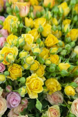 Güzel, taze sarı gül.