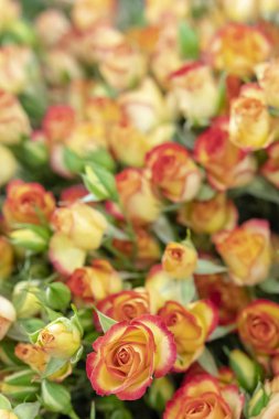 Güzel, taze turuncu gül arka plan yeşil yaprakların üzerinde.