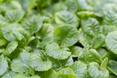 Genç, yeşil alana lahanası.