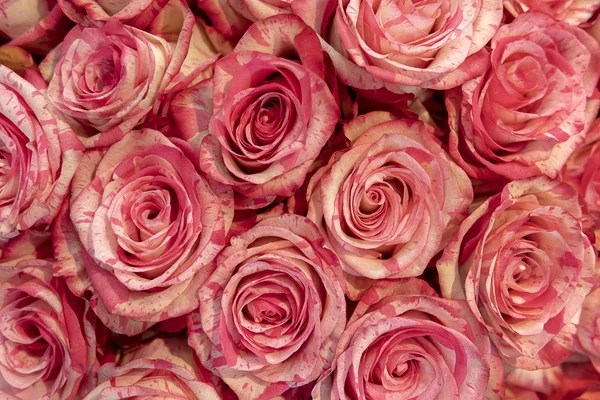 Zarte Rote Und Rosa Rosen Hintergrund — Stockfoto