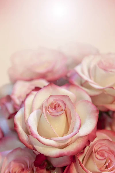 Velký Elegantní Jemné Krémové Růže — Stock fotografie