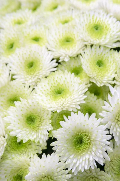 White small chrysanthemums with a green center.