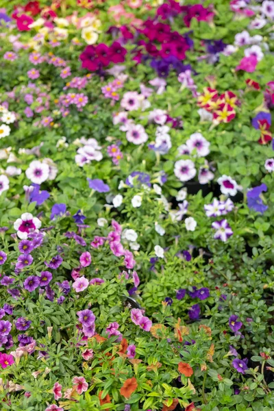 Petunya Surfinia Star beyaz-pembe yakın çekim