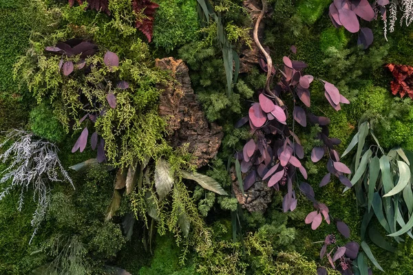 Зелені Хвойні Декоративні Рослини — стокове фото