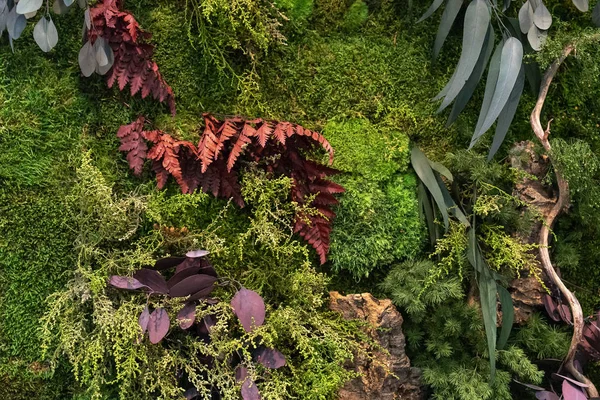 Зелені Хвойні Декоративні Рослини — стокове фото