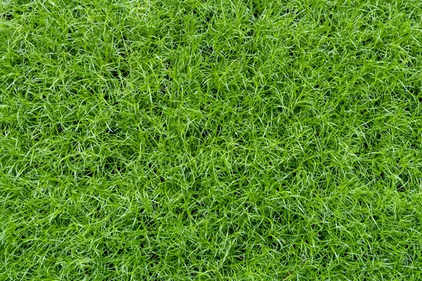 Taze, sulu, parlak yeşil çim. Üstten görünüm.