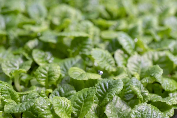 Jonge Groene Spruiten Het Veld — Stockfoto