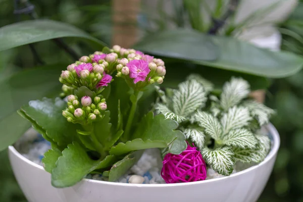 Bir tencerede çiçeklerin güzel kompozisyon.