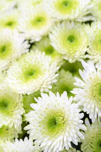 Petits Chrysanthèmes Blancs Avec Centre Vert — Photo
