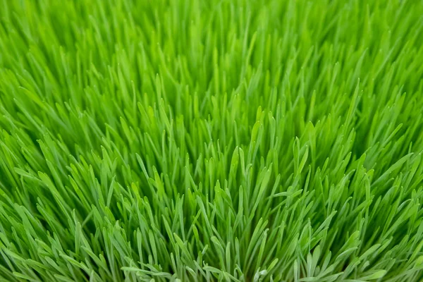 Brillante Verde Hermosa Hierba Pura — Foto de Stock