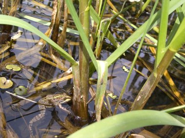 Yeşil kurbağa, görünümü kadar yakın