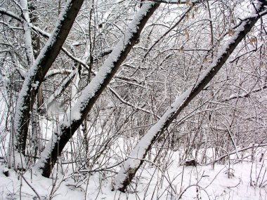 Güzel karlı kış manzarası