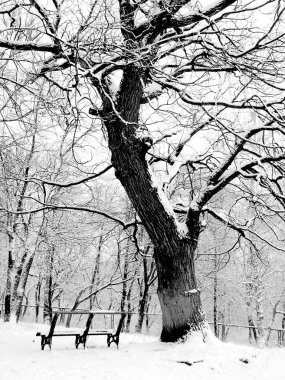 Güzel karlı kış manzarası
