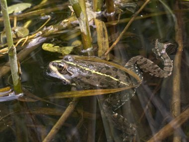 Yeşil kurbağa, görünümü kadar yakın