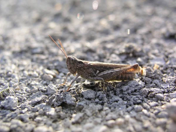 Grasshopper Vista Vicino — Foto Stock
