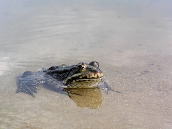 Een Groene Kikker Close Weergave — Stockfoto