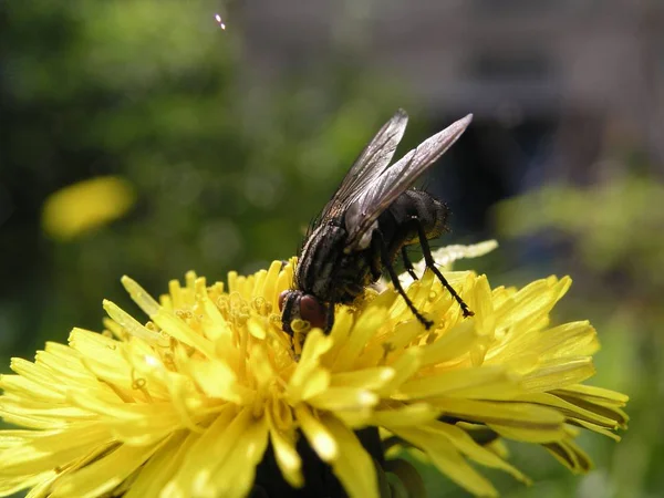 Voler Sur Pissenlit Jaune — Photo