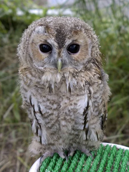 Cute owl, close up view