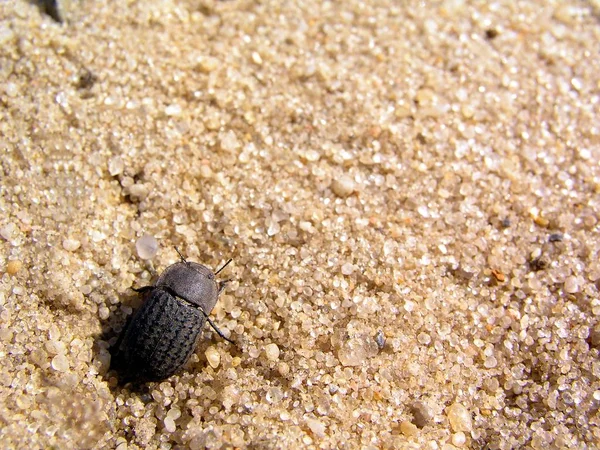 Beetle Close View — Stock Photo, Image